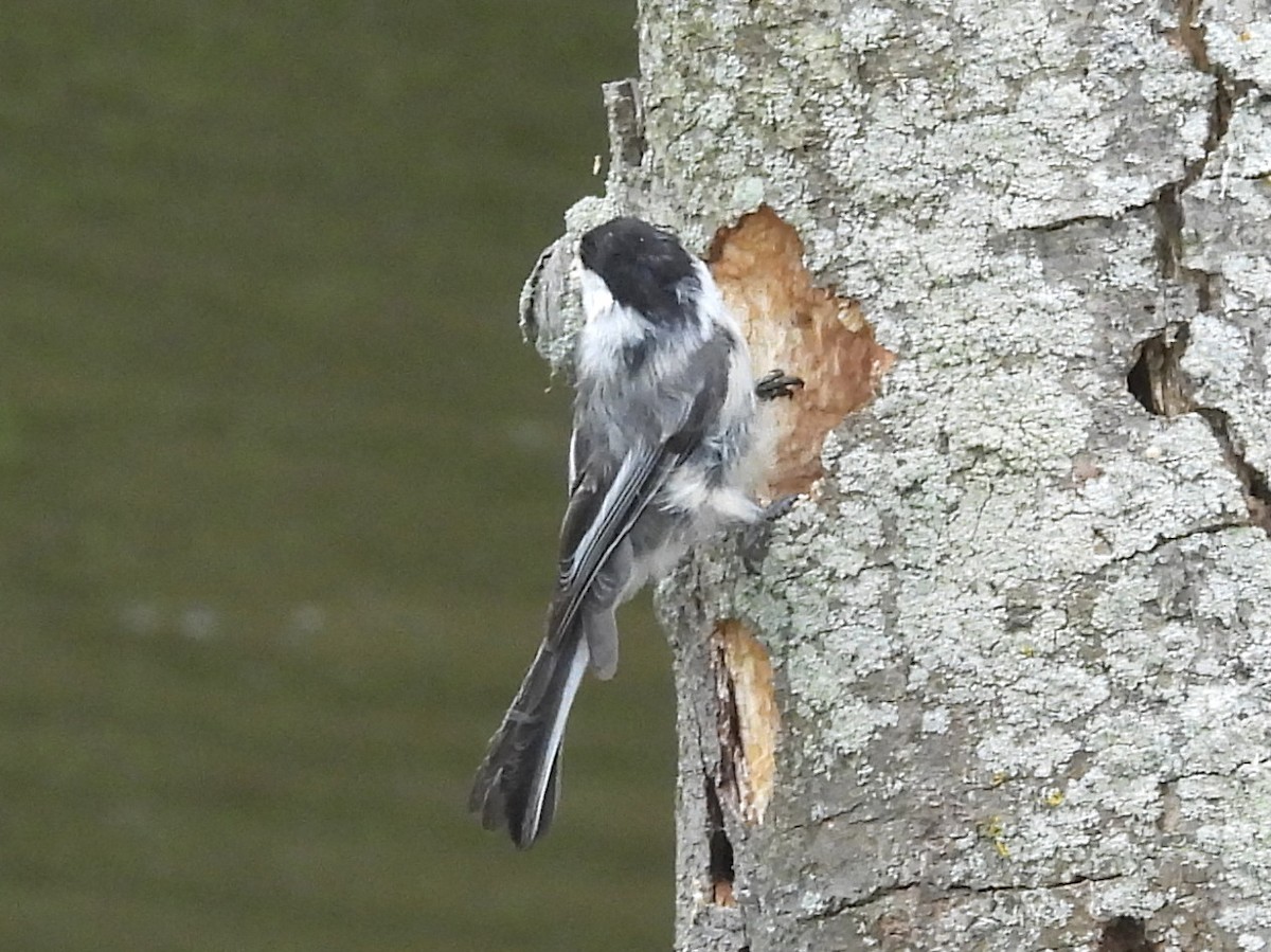 Black-capped Chickadee - ML640406617