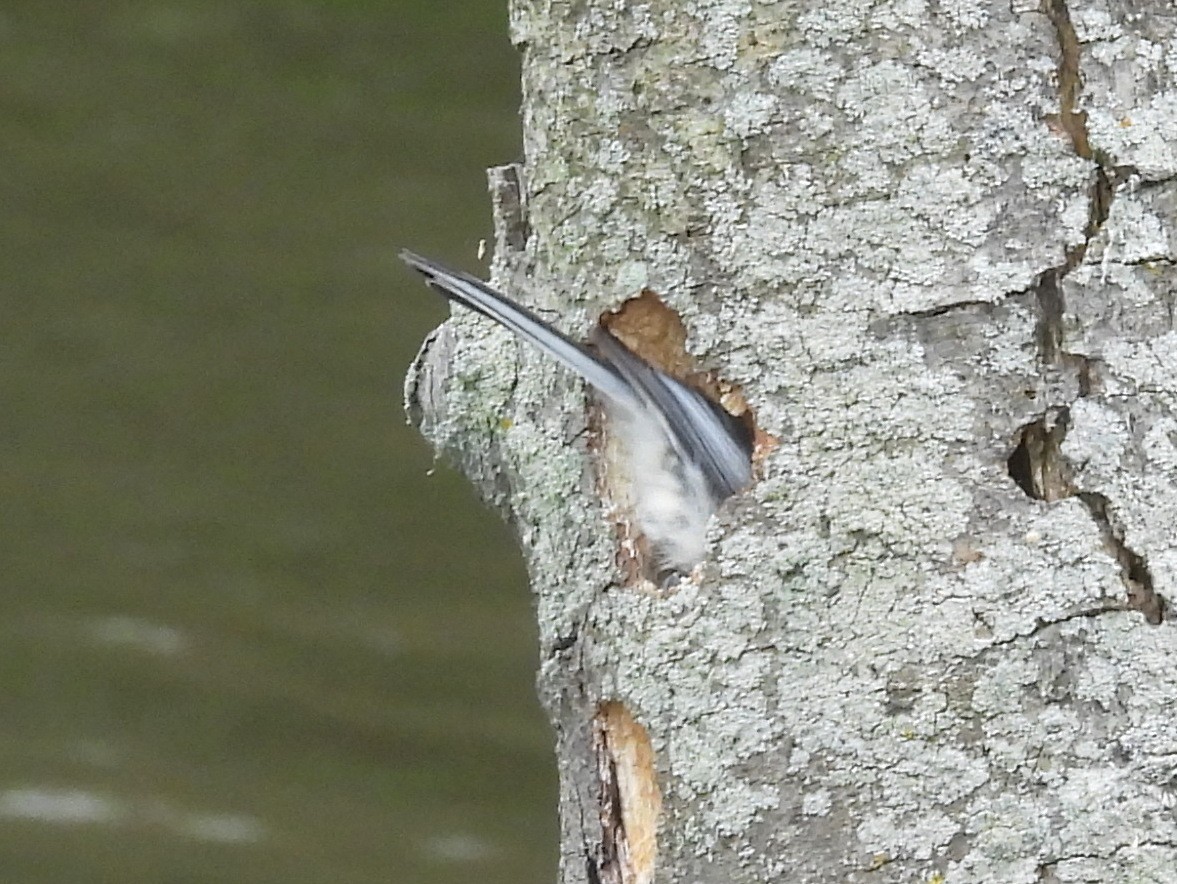 Black-capped Chickadee - ML640406646