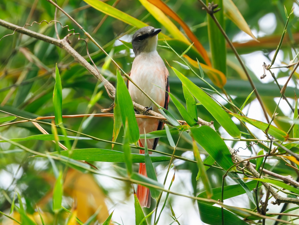 粉紅山椒鳥 - ML640406669