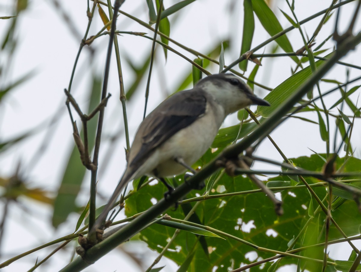 Brown-rumped Minivet - ML640406672