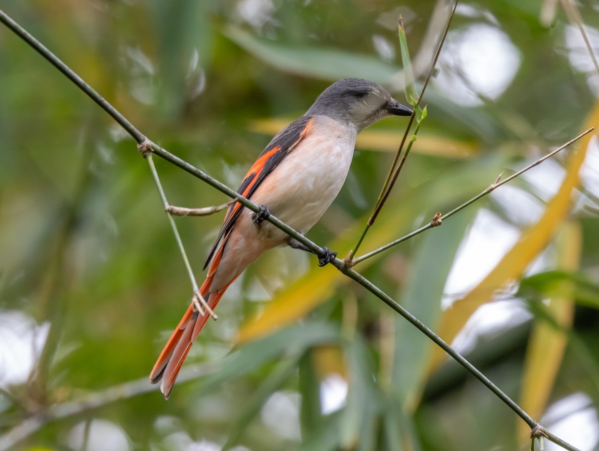粉紅山椒鳥 - ML640406675