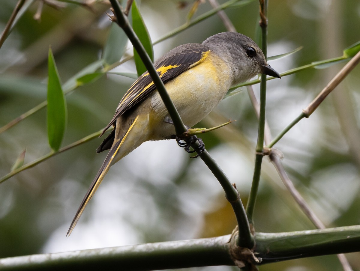 粉紅山椒鳥 - ML640406679