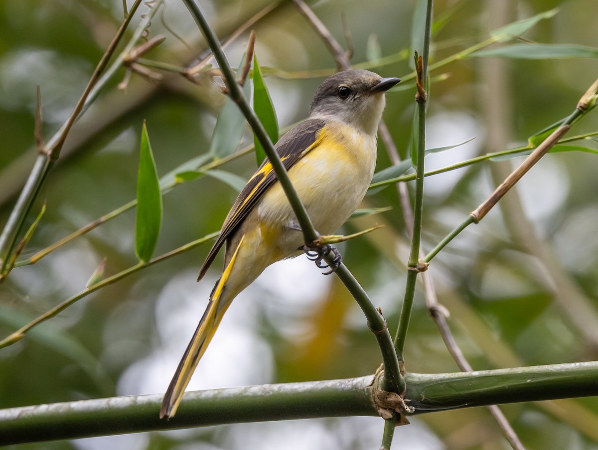 粉紅山椒鳥 - ML640406703