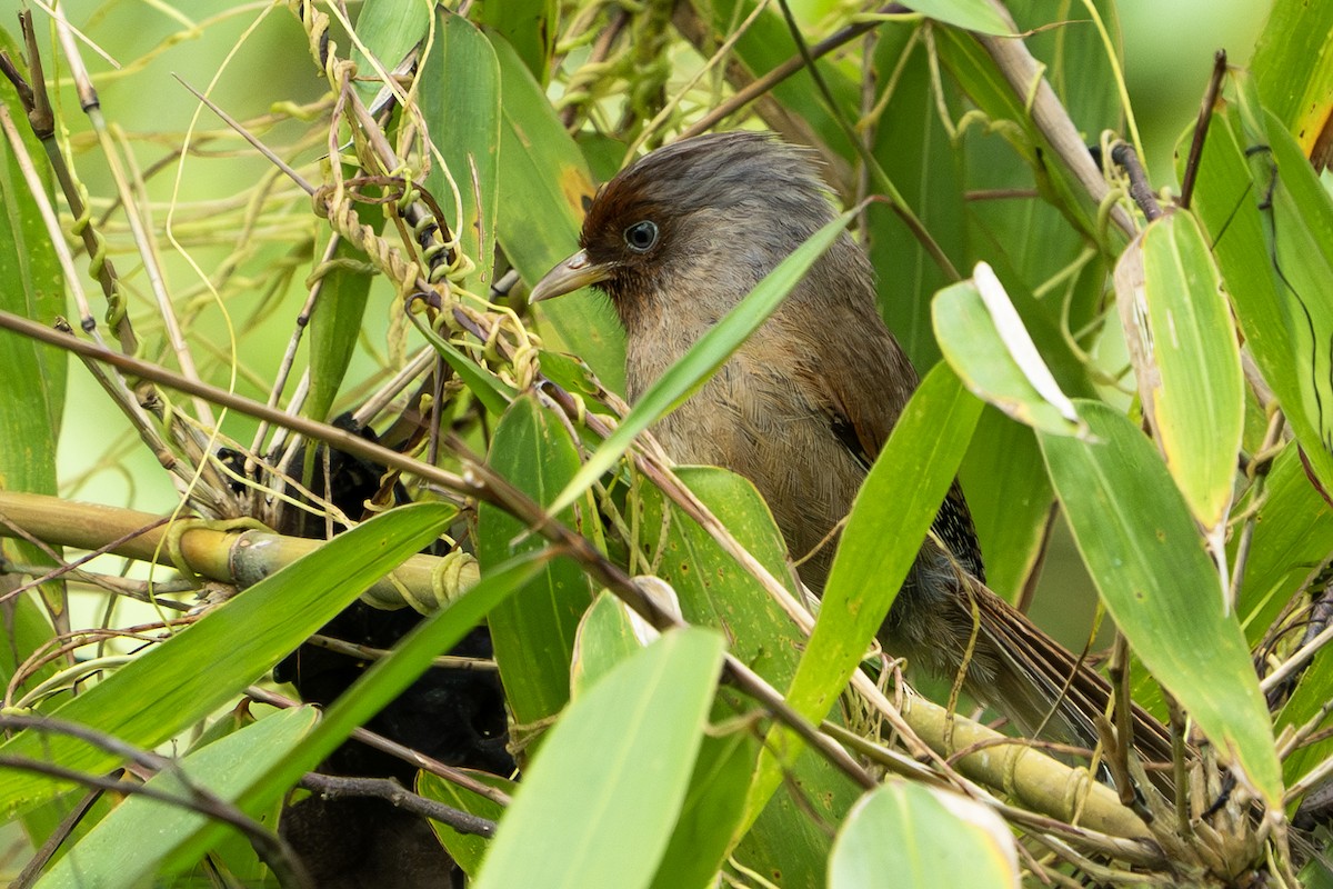 Rusty-fronted Barwing - ML640406735