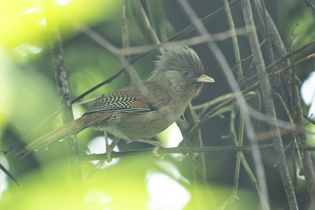 Rusty-fronted Barwing - ML640406736