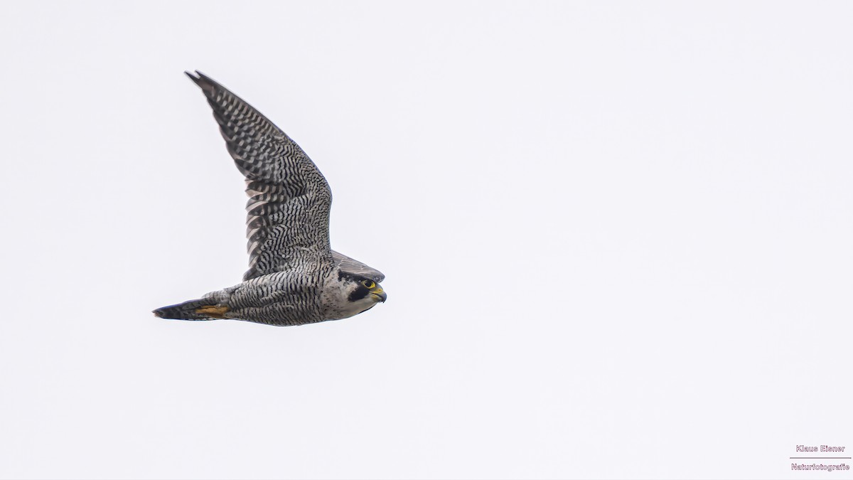 Peregrine Falcon - ML640406754