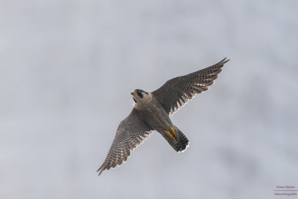 Peregrine Falcon - ML640406755