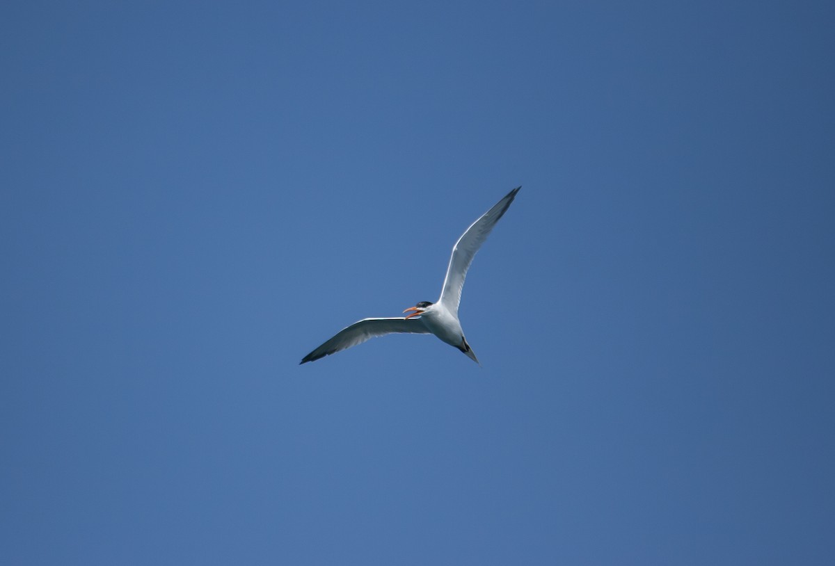 Elegant Tern - ML640406761