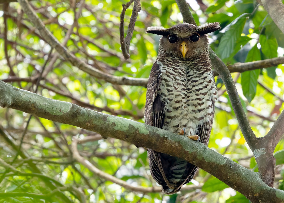 Spot-bellied Eagle-Owl - ML640406769