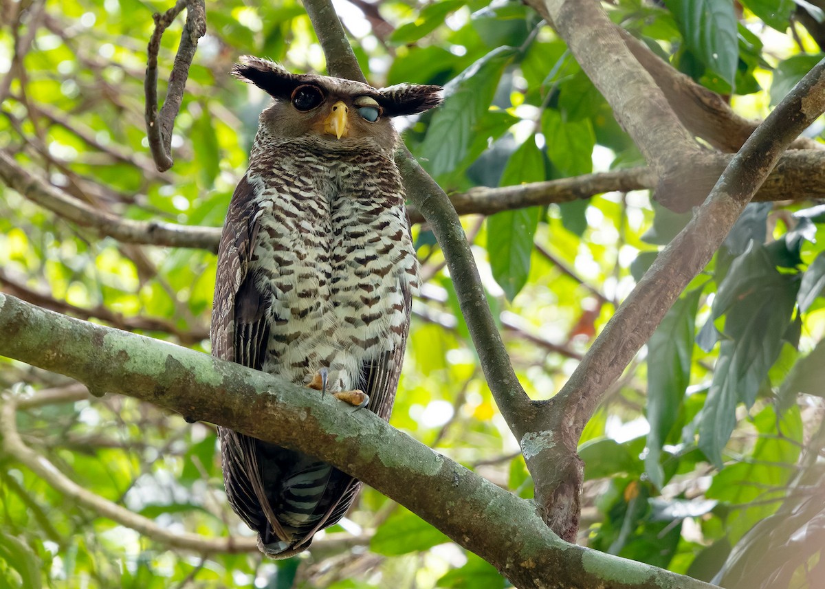 Spot-bellied Eagle-Owl - ML640406770