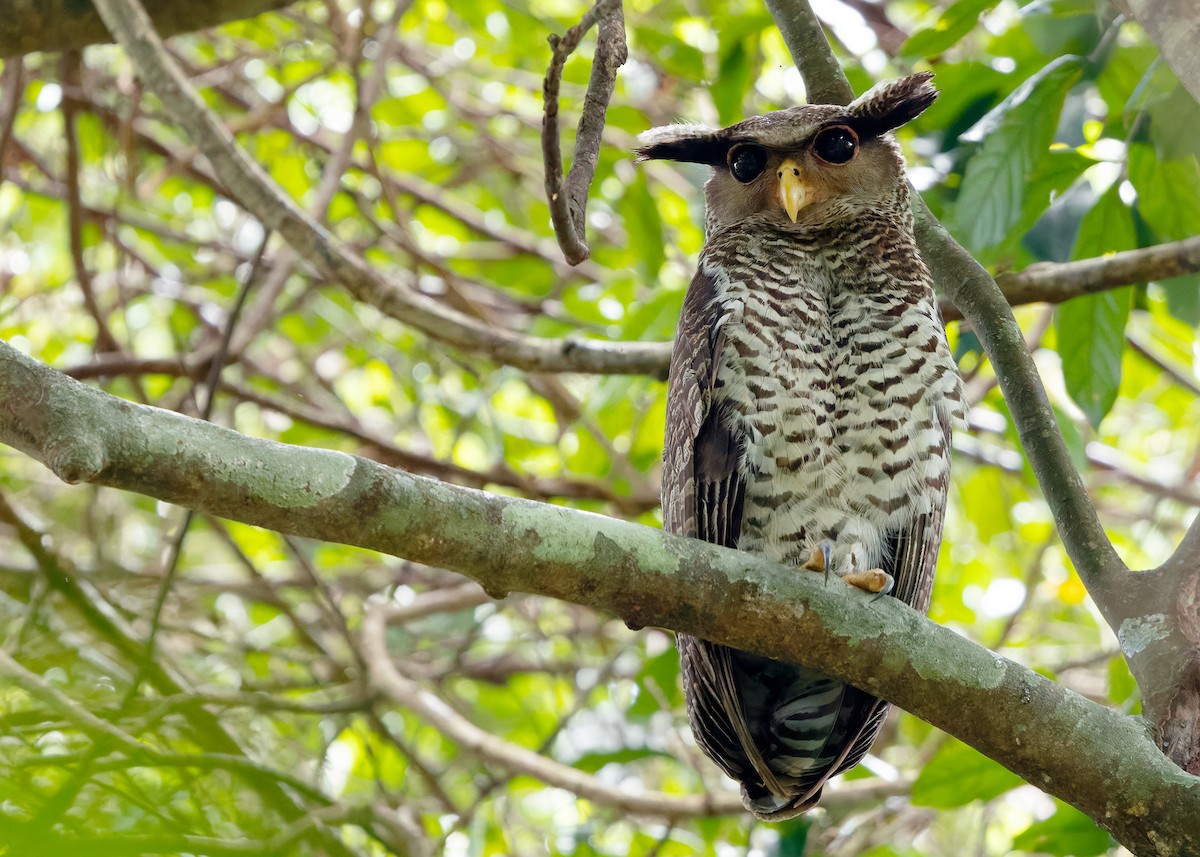 Spot-bellied Eagle-Owl - ML640406771