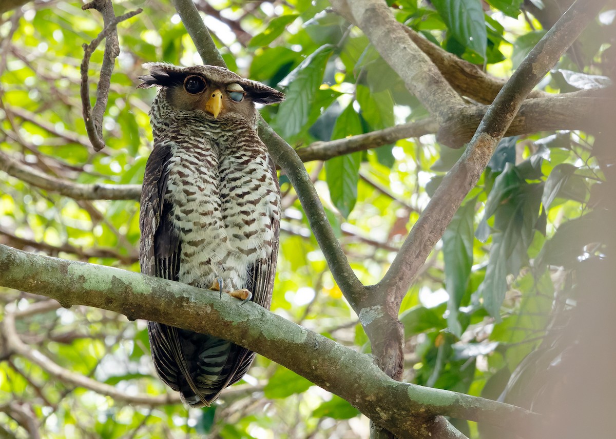 Spot-bellied Eagle-Owl - ML640406772
