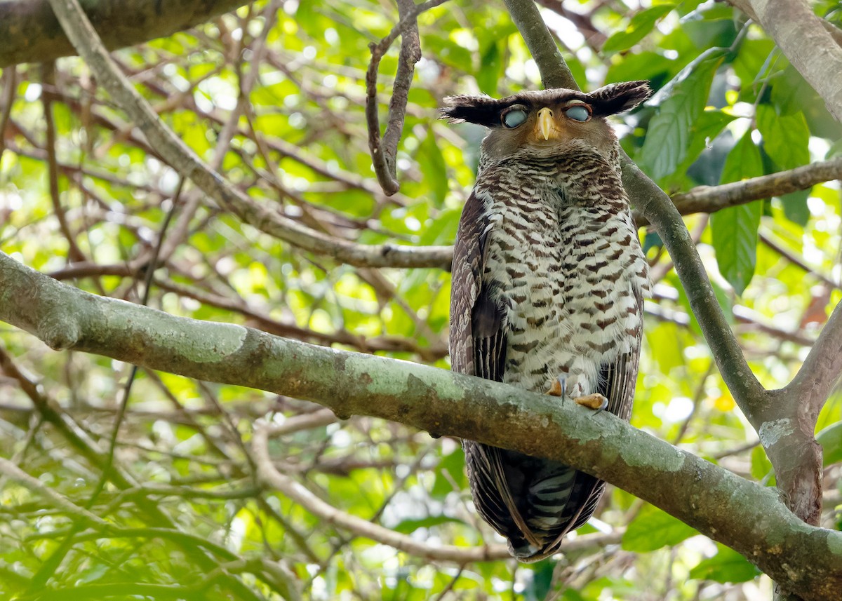 Spot-bellied Eagle-Owl - ML640406774