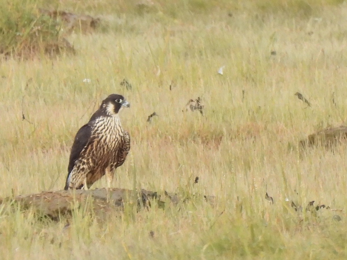 Peregrine Falcon - ML640406785