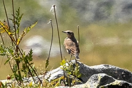 Northern Wheatear - ML640406885