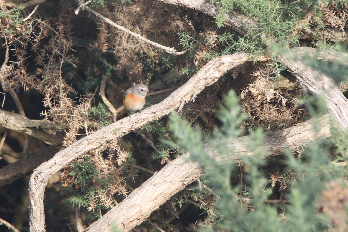 Common Redstart - ML640406926