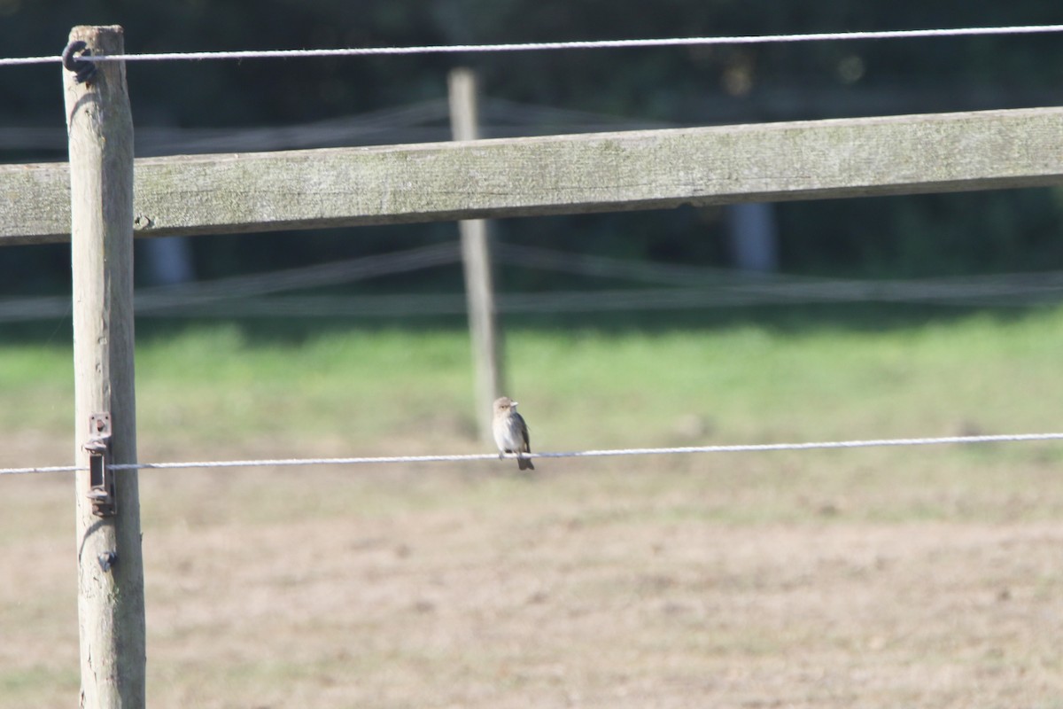 Spotted Flycatcher - ML640406932