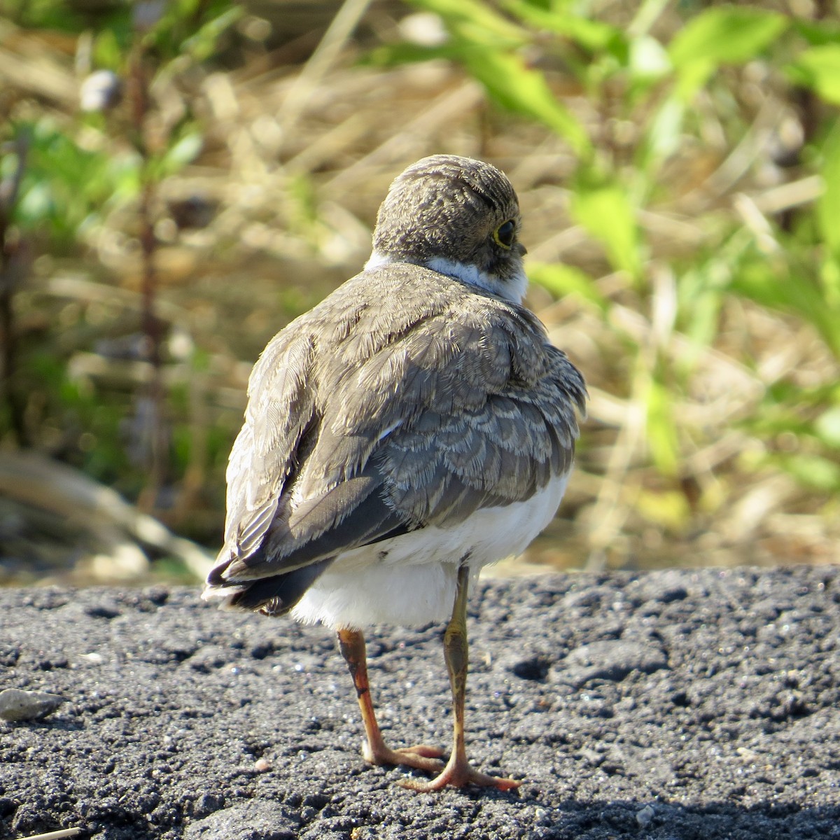 Little Ringed Plover - ML640406943