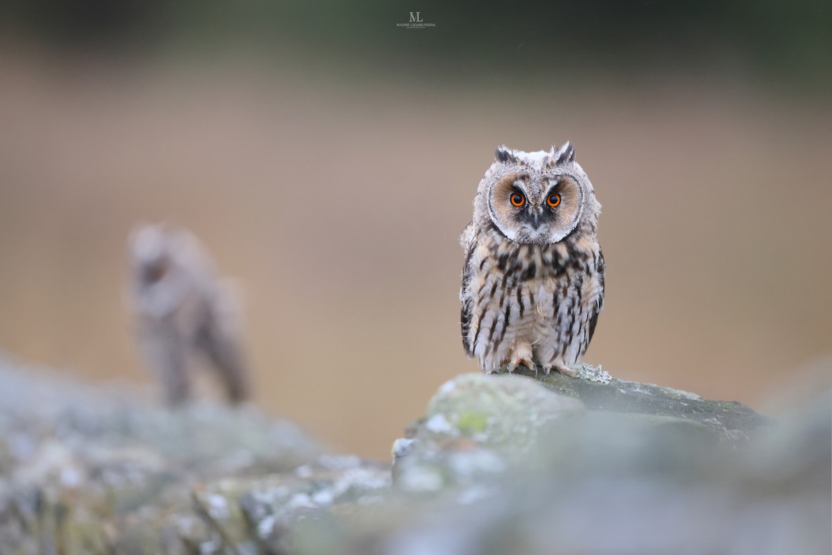 Long-eared Owl - ML640406965
