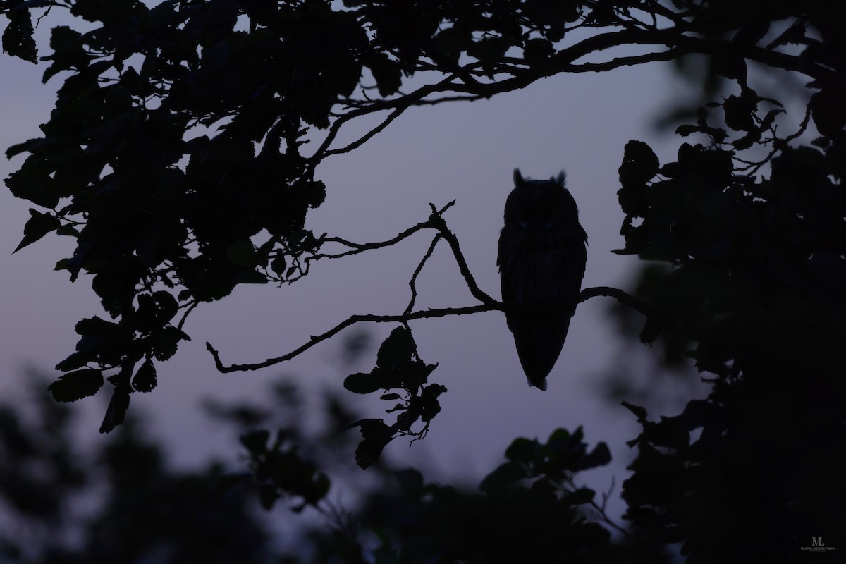 Long-eared Owl - ML640406966