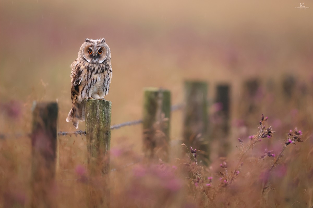 Long-eared Owl - ML640406967