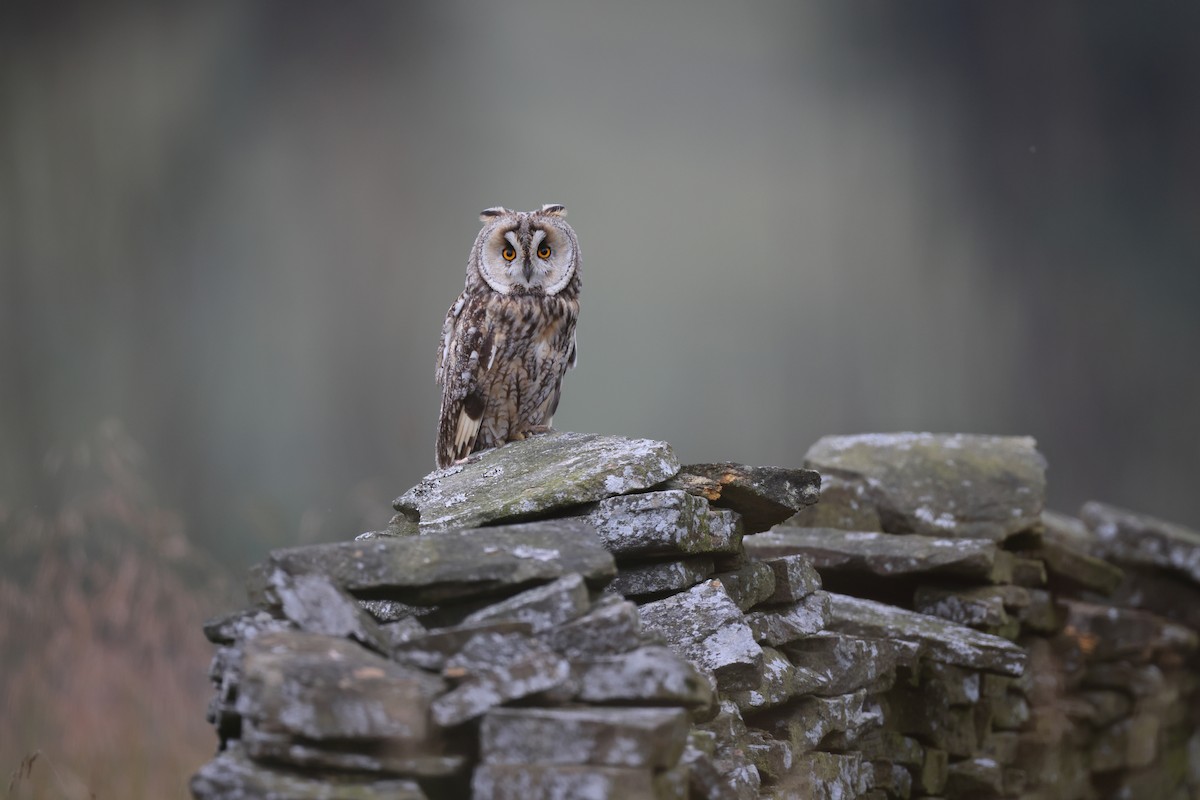 Long-eared Owl - ML640406973