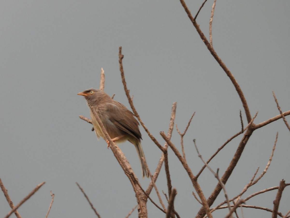 Jungle Babbler - ML640406979