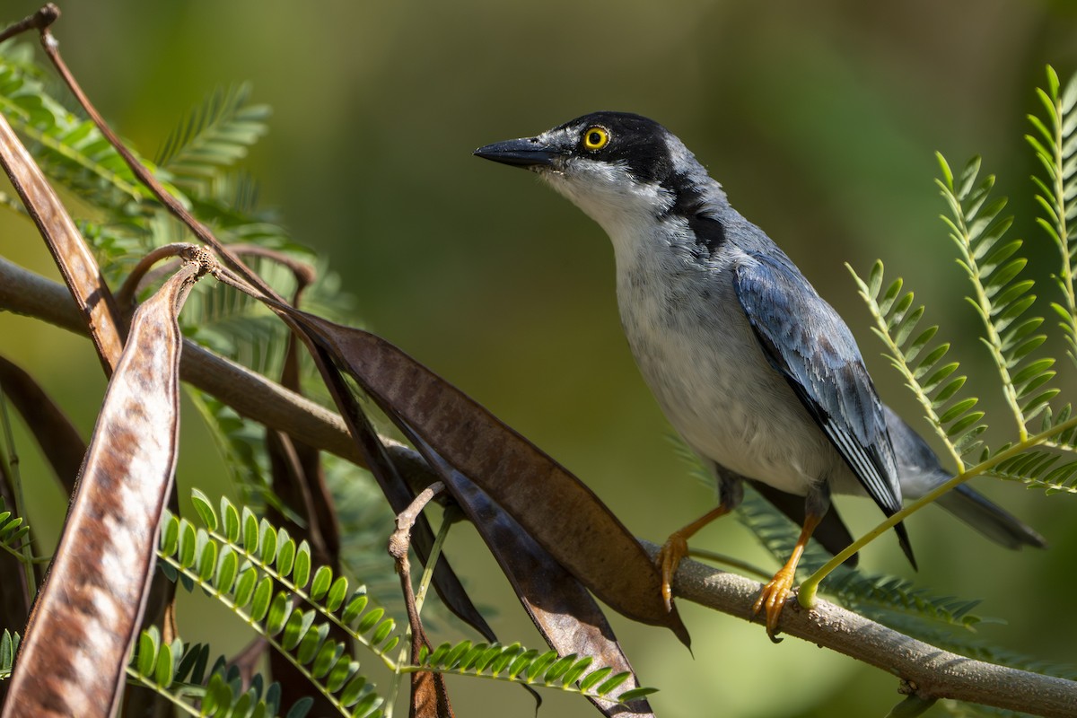 Hooded Tanager - ML640406988