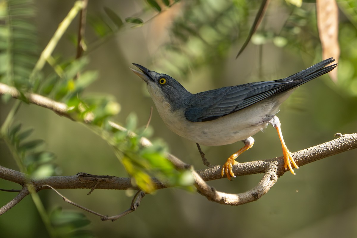 Hooded Tanager - ML640407002