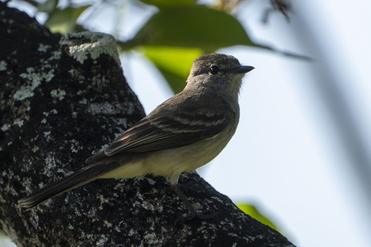 Northern Scrub-Flycatcher - ML640407015