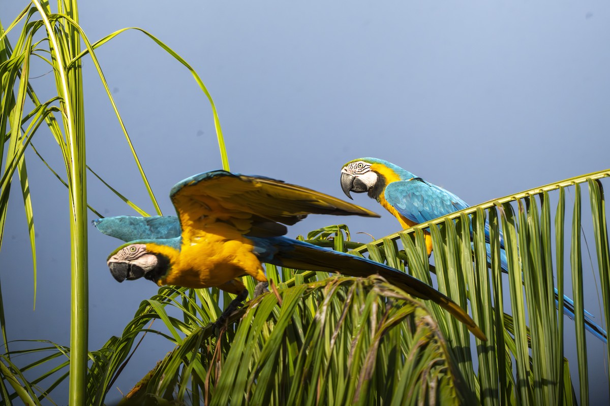 Blue-and-yellow Macaw - ML640407020