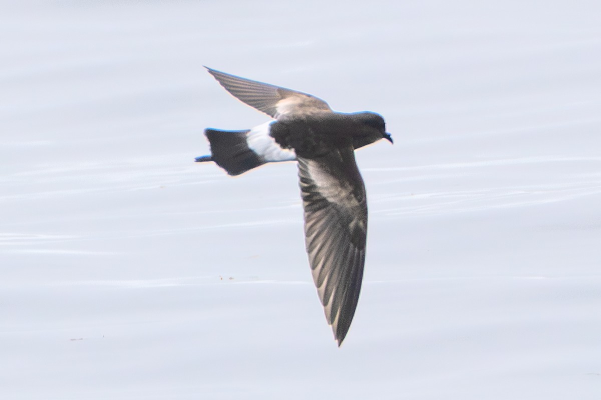 Wilson's Storm-Petrel - ML640407046