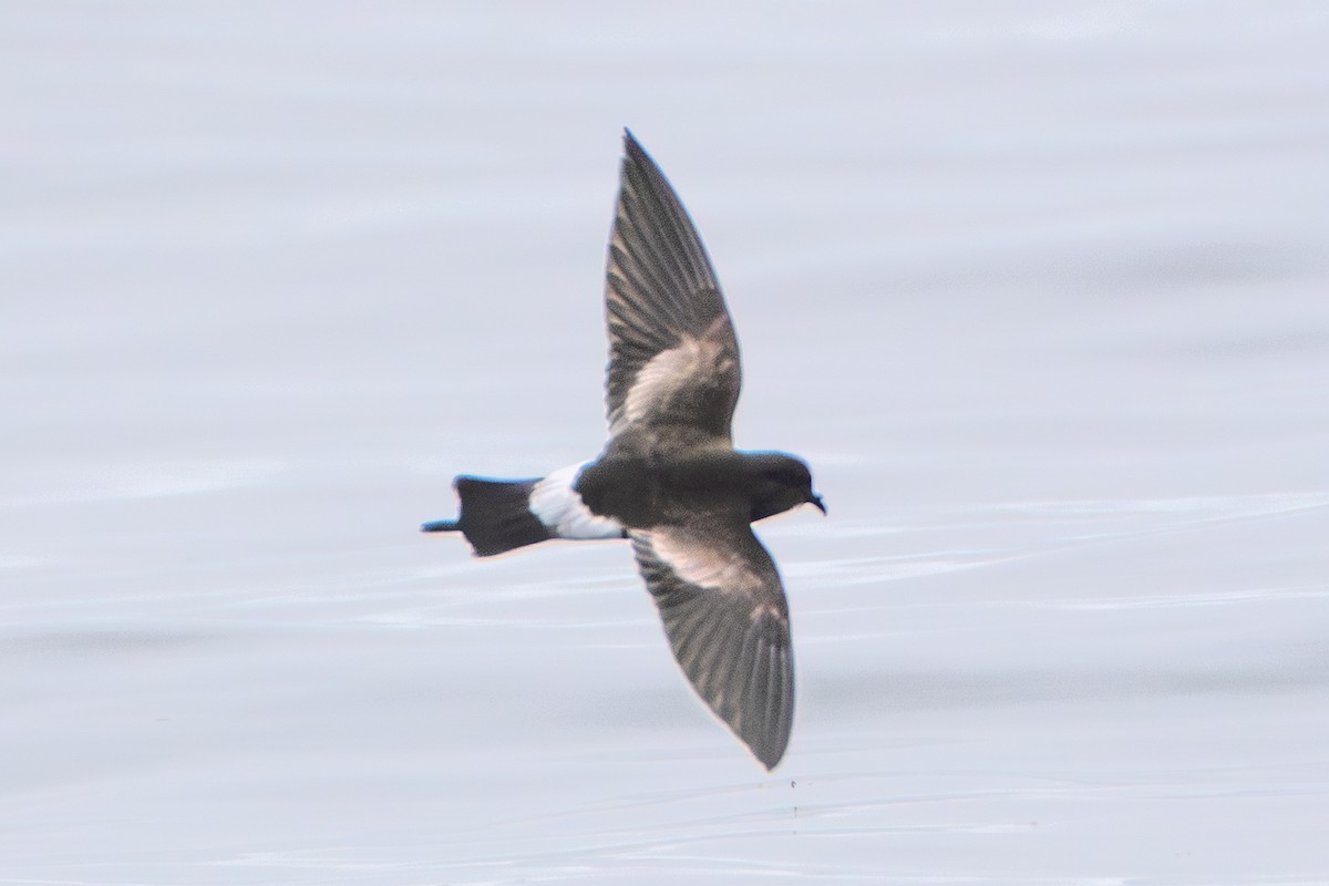 Wilson's Storm-Petrel - ML640407049