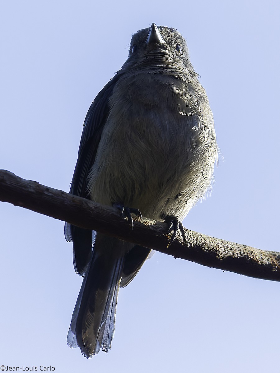 White-tailed Crested Flycatcher - ML640407058