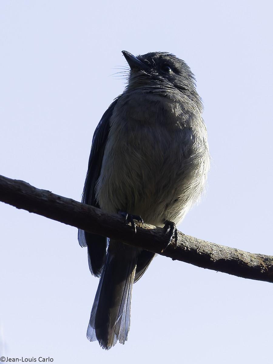 White-tailed Crested Flycatcher - ML640407060