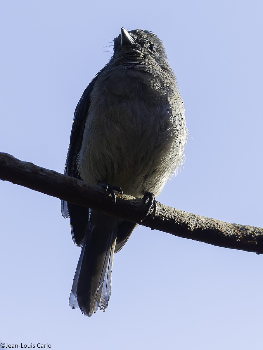 White-tailed Crested Flycatcher - ML640407061