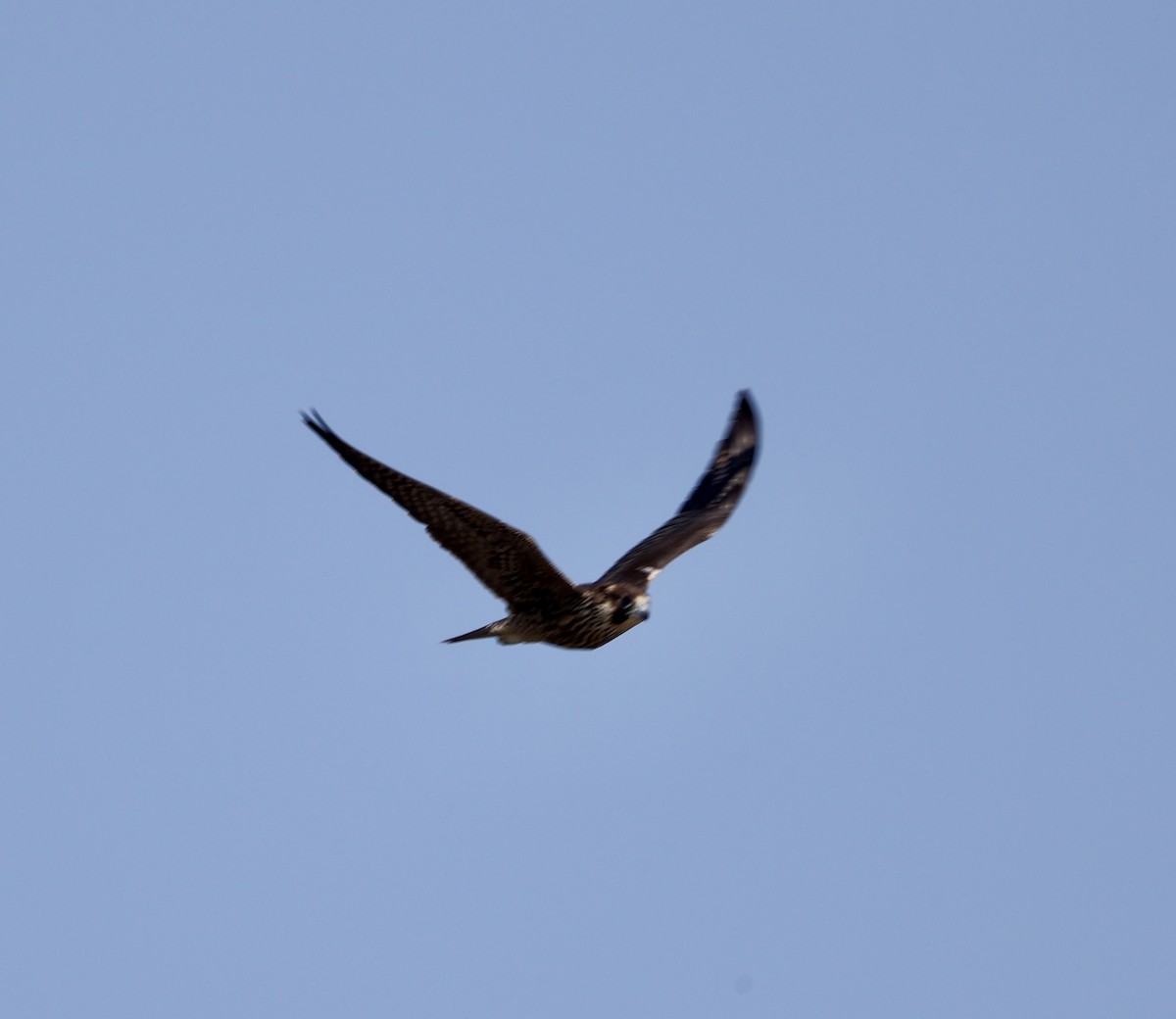 Peregrine Falcon - ML640407063