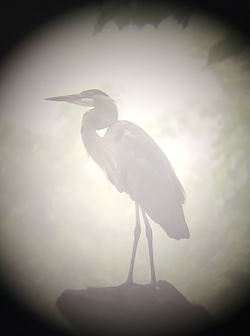 Great Blue Heron - ML640407067