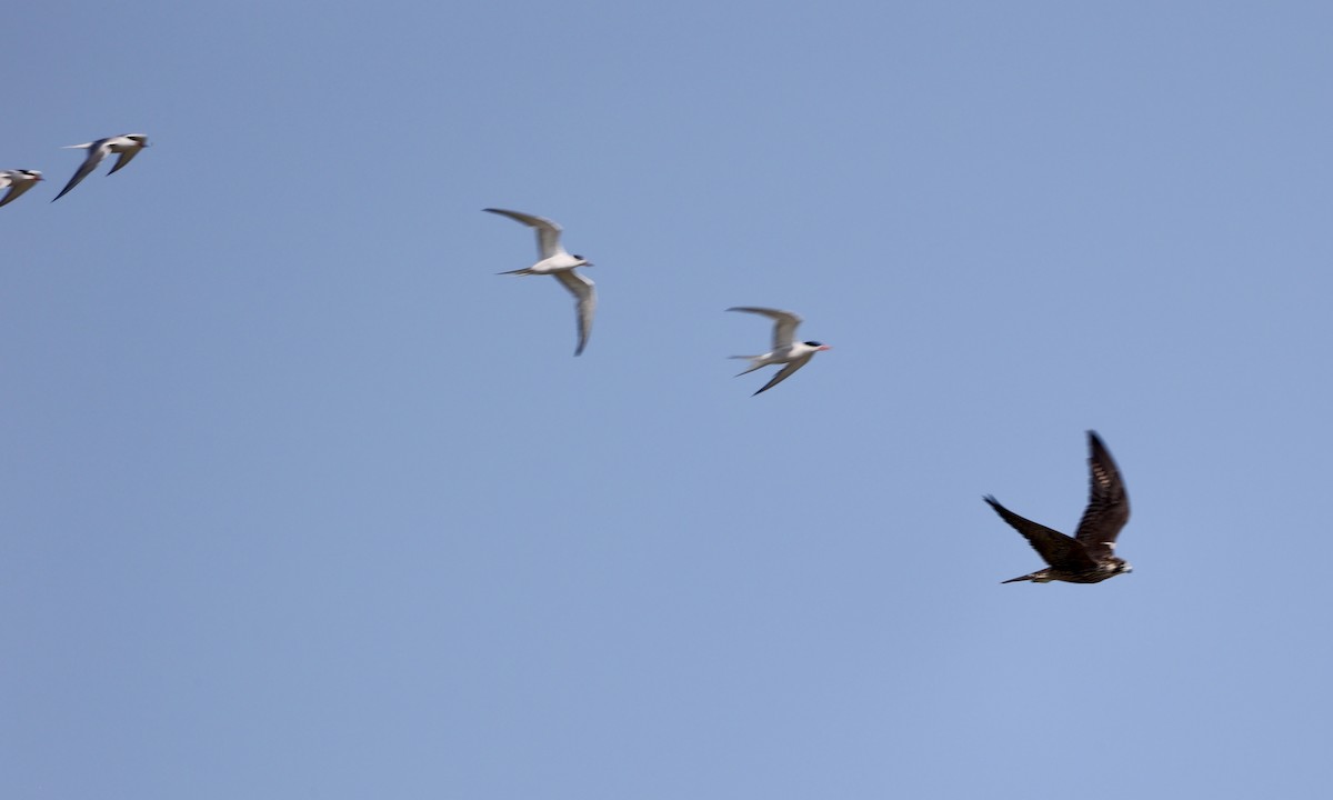 Peregrine Falcon - ML640407068
