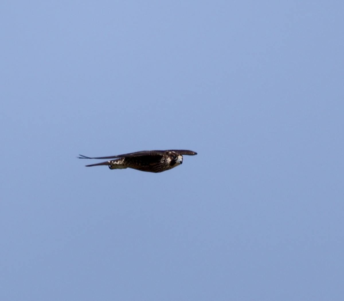 Peregrine Falcon - ML640407070