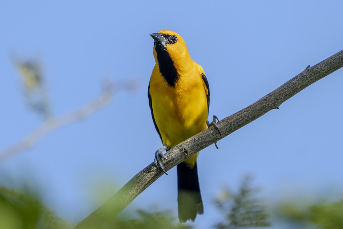 Yellow Oriole - ML640407138