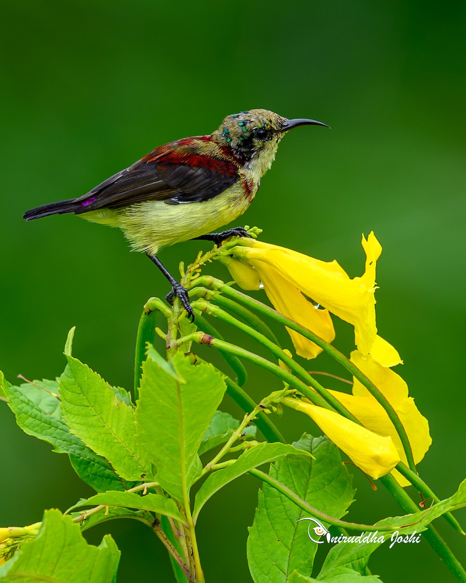 Crimson-backed Sunbird - ML640407154