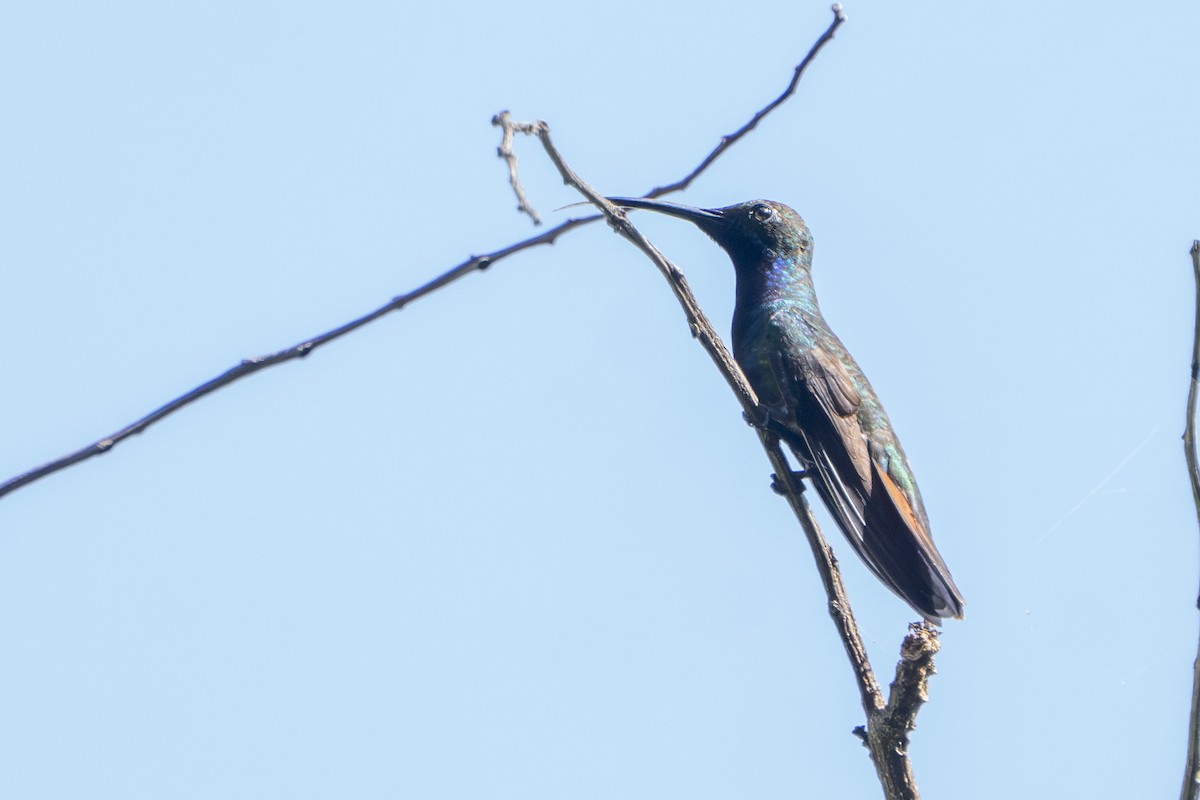 Black-throated Mango - ML640407186