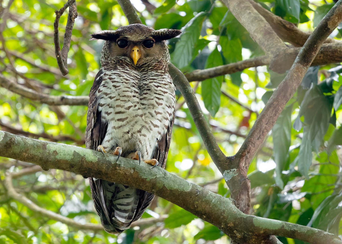 Spot-bellied Eagle-Owl - ML640407187