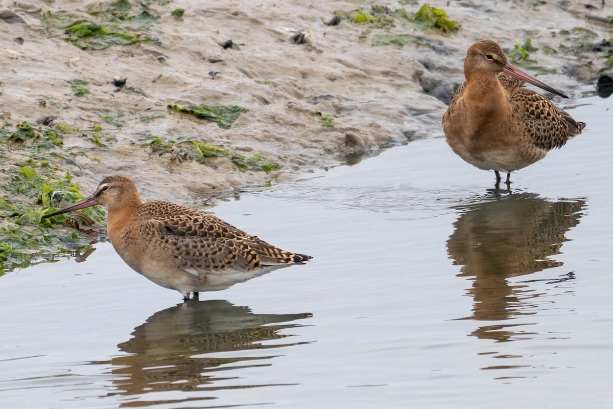 Black-tailed Godwit - ML640407203