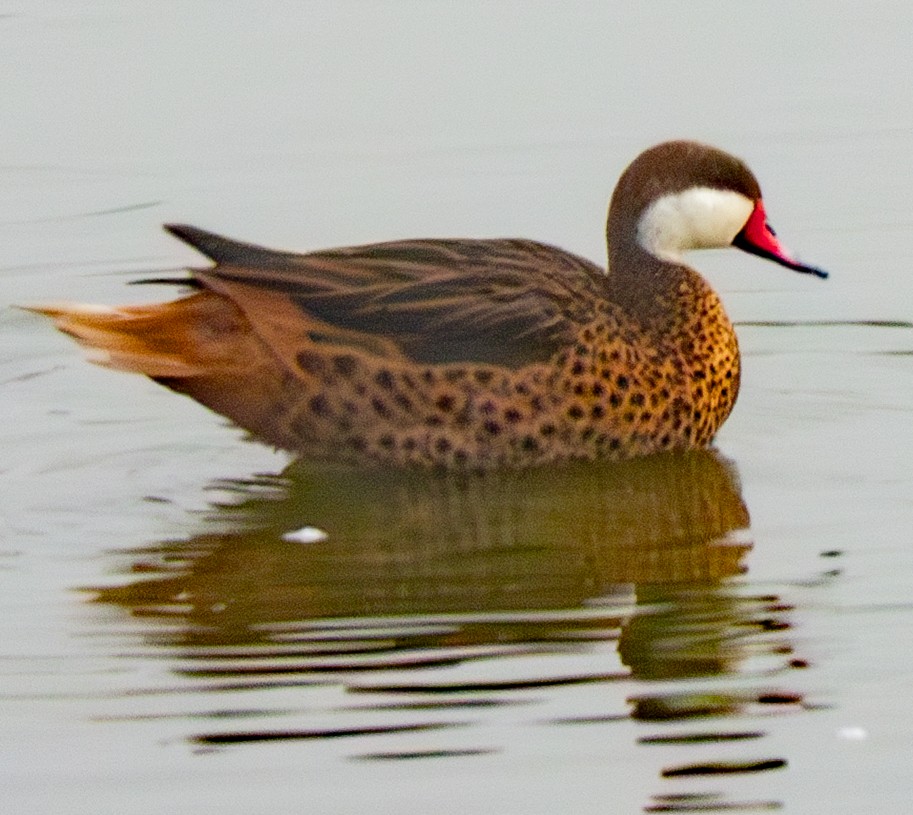 White-cheeked Pintail - ML640407236