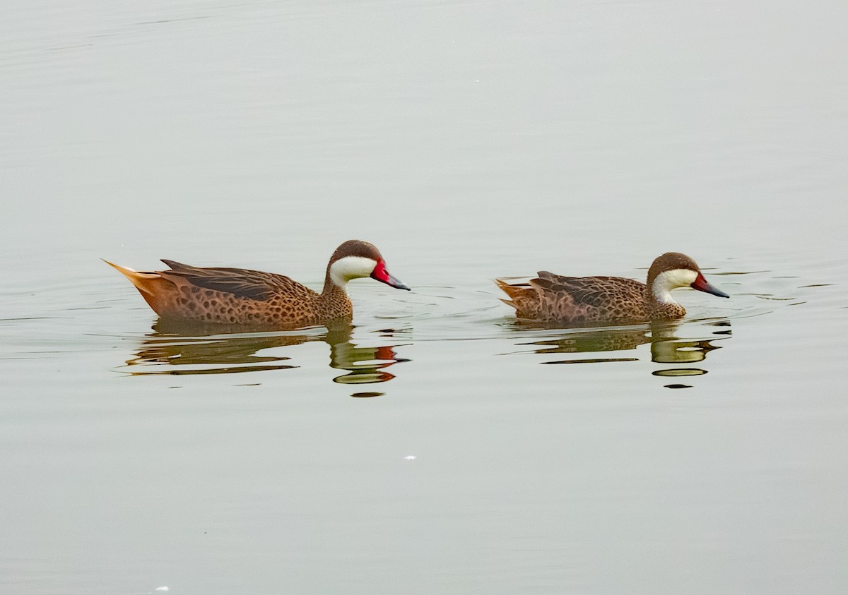 White-cheeked Pintail - ML640407243