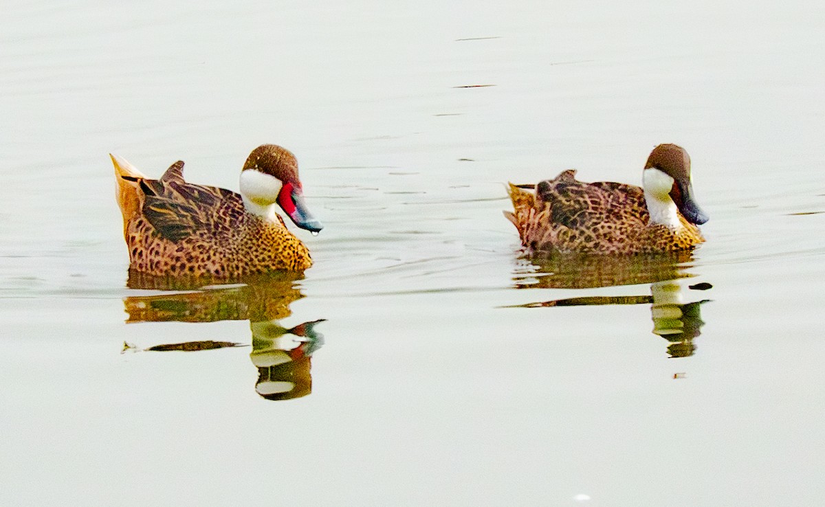 White-cheeked Pintail - ML640407248