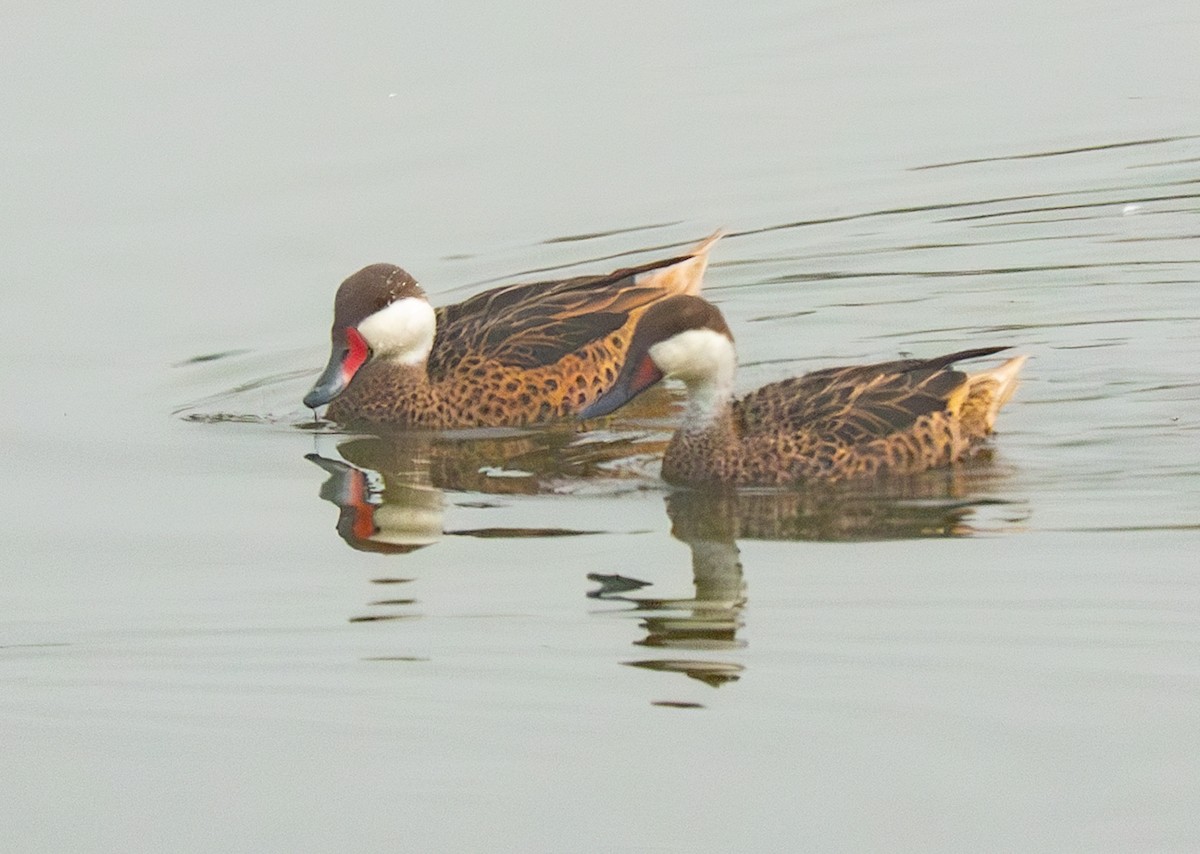 White-cheeked Pintail - ML640407249