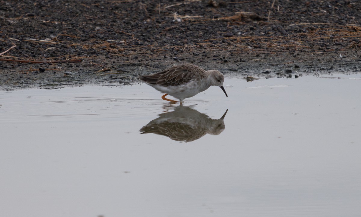 Ruff - ML640407260